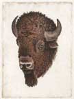 A hand-colored original etching of the head a a bull bison.  A grand, powerful animal - often appearing much slower than they really are.