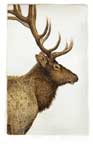 Unframed, original print of a bull elk.