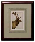 A bull elk - printed from a hand engraved steel plate and framed in a wood frame with a hand colored mat.