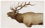 A bugling bull elk - the 'sound' of September.
